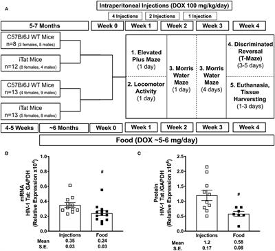 Astrocyte HIV-1 Tat Differentially Modulates Behavior and Brain MMP/TIMP Balance During Short and Prolonged Induction in Transgenic Mice